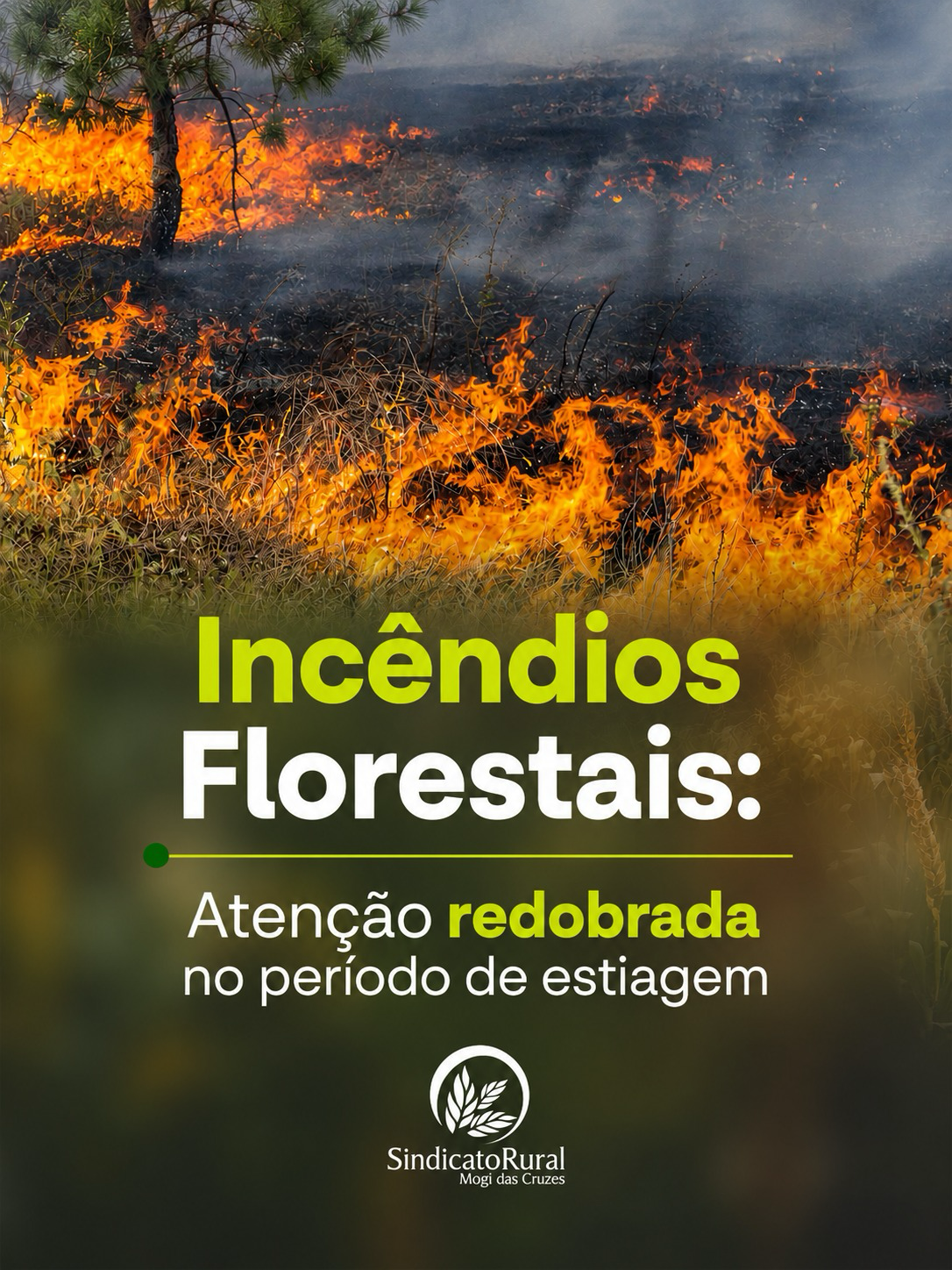Incêndios florestais: prevenção e cuidados na propriedade rural