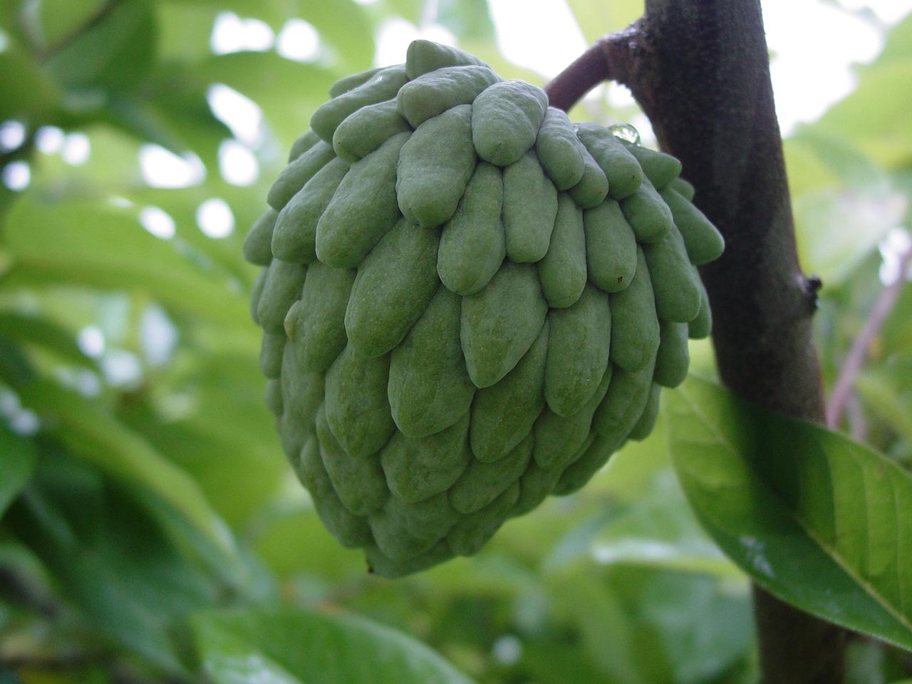 Fruticultura Hoçoya