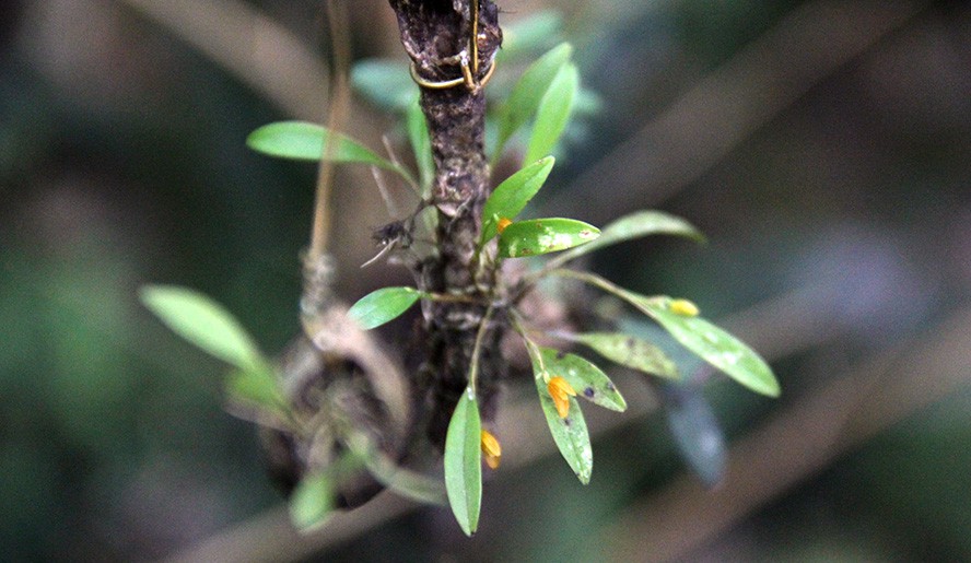 Paraíso das Microorquídeas